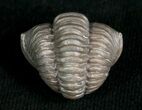 Nicely Enrolled Flexicalymene Trilobite - D #5889-2